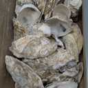 VMEECARL 30Pcs 4"-6" Oyster Shells for Crafts Natural Large Oyster Shells for DIY Crafting Christmas Ornaments Decoupage Beach Decor Arts and Crafts Bulk Clam Shells Sea Shells for Chicken