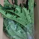 Artificial Ferns for Outdoors & Indoors, 51in Fake Fern Large Plants with 66 Fronds, UV Resistant Faux Greenery Suitable for Entrance Planter Porch Garden Hall Home Office Decor