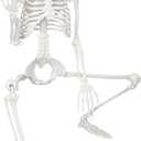 Skeleton Halloween Decor,3Ft Life Size Skeleton Full Body Plastic Human Bones for Halloween Decoration (Gray)