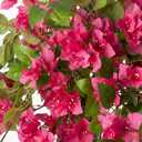 Datietiao 2Pack Artificial Bougainvillea Tree, 4FT Faux Bougainvillea for Indoor Outdoor Decor, Lifelike Bougainvillea Artificial Flowers Plant for Office, Front Porch, Living Room & Patio
