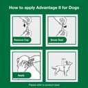Advantage II Small Dog Vet-Recommended Flea Treatment & Prevention | Dogs 3-10 lbs. | 6-Month Supply