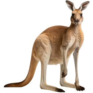 Kangaroo - Life Size Cardboard Cutout Standup People with Support Standee | Animals -