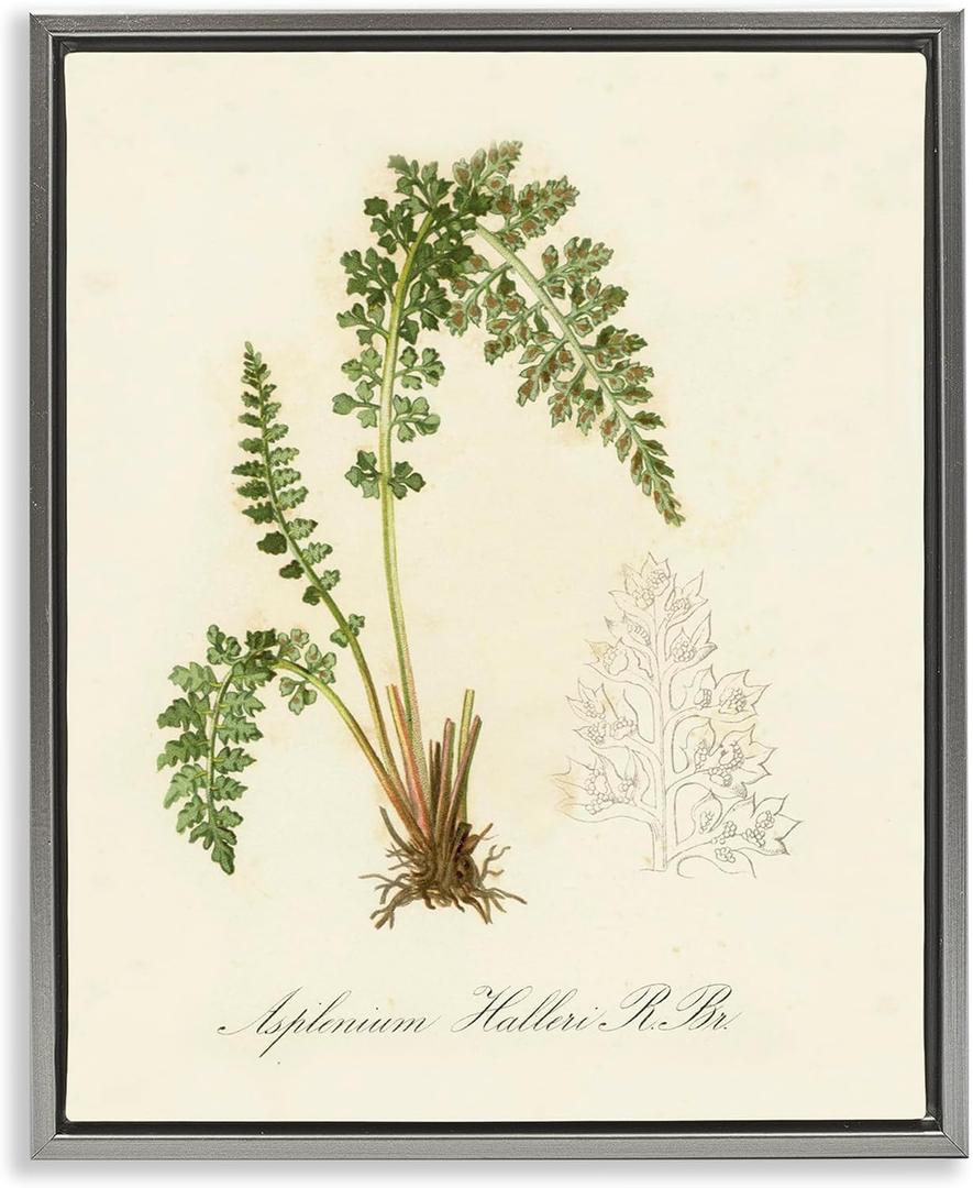 Stupell Industries Scientific Fern Study Gray Floater Framed Canvas Wall Art Design by Tina Higgins Designs, Inc., 25 x 31