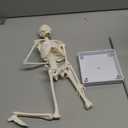 breesky Human Skeleton Model for Anatomy: 17 Human Skeleton Model with Movable Arms and Legs - Scientific Model for Study and Display