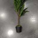 Nearly Natural 48in Artificial Dracaena with Real Touch Leaves and Multi Tonal Trunks, Large Indoor Silk Plant with Pot, Maintenance Free For Living Room And Home Office Decor