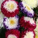 7 x 100+ Seeds Aster Suprime Mix - Flower Multicolor