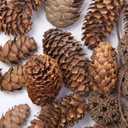 Apol Total 200 Pcs Natural Mini Pinecones Maple Fruit Ornament Set for Vase Fillers Photo Props DIY Home House Christmas Decoration Craft