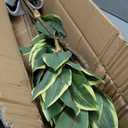 Artificial Tree 2.95Ft Faux Agave Plant Fake Tropical Yucca Palm Tree with 6 Heads in Pot Fake Dracaena Plants Tree for Home Decor Modern Office House Decoration Housewarming Gift Green