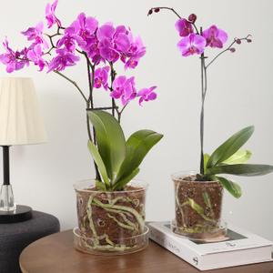 2Pcs Orchid Pots with Holes and Tray, Transparent Glass Planter for Orchids with Drainage Hole&Saucer, Orchid Planter for Repotting, Modern Breathable Pots for Indoor Flower Plants(4.3+5.8inch)