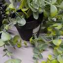 Artificial Vine Plant Small Potted in Black Pot Plastic Fake Green Vine for Office Home Decor Faux Plant for Hanging Baskets, Green-KUBMART11603 2 Pcks