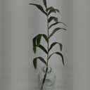 Artificial Green Stem in Glass Bottle, Realistic Green Foilage, Minimalist Tabletop Decor