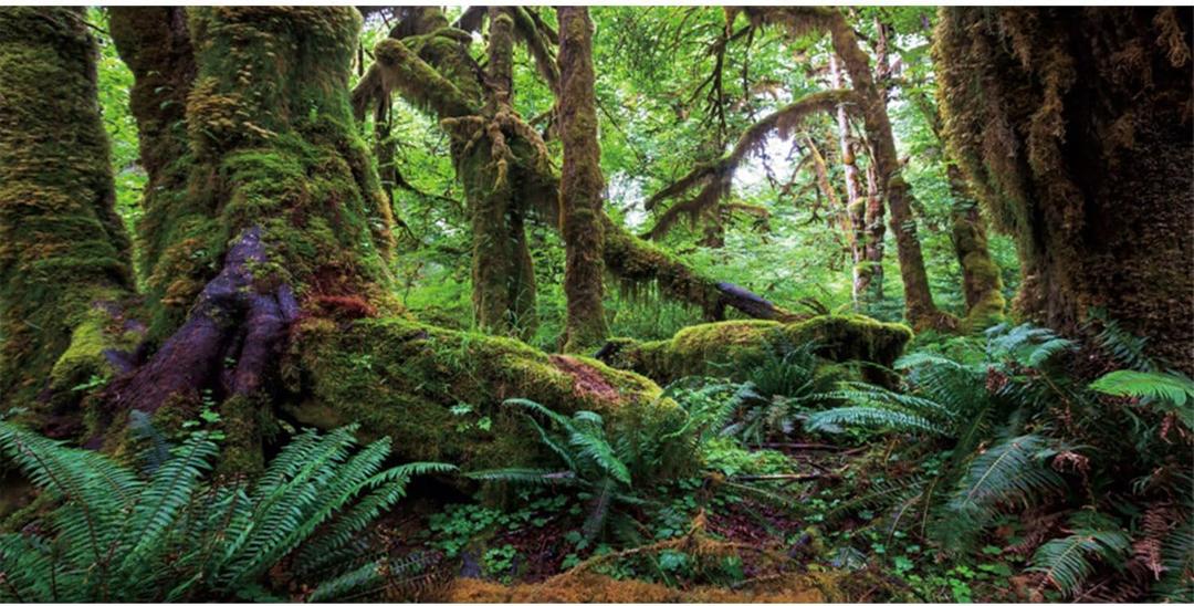 AWERT 72x18 inches Tropical Forest Terrarium Background Green Huge Tree Reptile Habitat Background Rainforest Aquarium Background Durable Polyester Background