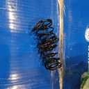 Universal Coil Spring