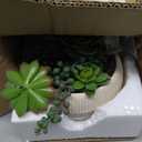 DILATATA Artificial Succulent Plants in Pot 5.5 Inch Fake Succulents Arrangement Potted Plant in White Ceramic Planter Bowl for Home Office Desk Shelf Living Room Bedroom Bathroom Decor