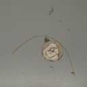 Christmas Ornament - Girl Hugging Cat Ceramic Ornament, Printed Ceramic Ornament, Not a Carved Sculpture, Gifts for Cat Lovers, Women, Girls, Friends