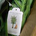 Artificial Plant 4ft Golden Cane Palm Tree UV Resistant 2 Pack JZL-4-2 Keeplush