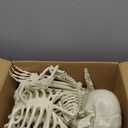 5.4Ft Halloween Life Size Human Skeletons with Cat Skeleton, Plastic Human Realistic Poseable Skeletons Full Body Bones with Movable Joints for Halloween Props Spooky Party Decoration