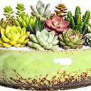 Succulent Pots, 10 Inch Shallow Planter with Drainage, Green