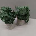 2 Pack Small Fake Plants Potted Artificial Herb Plants for Shelf Desk Home Bathroom Farmhouse Room Coffee Table Decor (Gray Green)