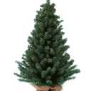Kurt Adler 12 Miniature Pine Tree (1ft)