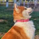 Dog Collar,Genuine Leather Heavy Duty Dog Collar for Small, Medium,Large and Extra Large Dogs (M: 1" Wide for 15.2"-19.2" Neck,Dual Stitch - Pink)