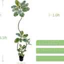 Artificial Variegated Rubber Tree 6.5FT, Potted Fake Floor Plant,Tree Trunk that Can Be Bent at Will for Living Room, Office, Bedroom & Commercial Interior Decor