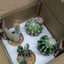 Oairse Mini Artificial Cactus Plants in Terracotta Pots 4 Pcs Potted Faux Succulents in Pots Fake Potted Plants Cactus Decor Small Artificial Plants for Home Decor Indoor Office Desk Tabletop Shelf