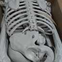 5.75ft Life Size Giant Halloween Skeleton, 69" Posable Full Body Skeleton with Movable Joints, Halloween Skeleton Decorations for Yard Porch Outdoor Indoor Haunted House Graveyard