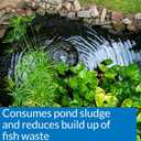 API POND-ZYME SLUDGE DESTROYER Pond Cleaner With Natural Pond Bacteria And Barley, 1-Pound Container