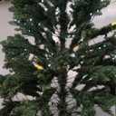 6 FT Pre-Lit Artificial Christmas Tree with 250 Warm White & Multi Lights - 1000 Branch Tips Hinged Spruce for Indoor Outdoor Home Christmas Decorations