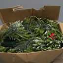 2PCS 6Ft Artificial Norfolk Pine Garlands, Real Touch Winter Christmas Garland, Green Artificial Greenery Garland for Table, Mantle, Wall, Indoor, Outdoor Christmas Decorations 