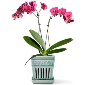 SUADEN Orchid Pots with Holes | 5" Ceramic Orchid Planter with Separate Saucer and Drainage Holes | Crackle Glazed Pottery Small Flower Pot for Repotting Orchids（Blue）