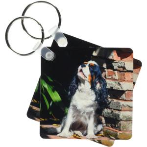 3dRose - Danita Delimont - Dogs - Cavalier King Charles Spaniel Puppy howing - Key Chains (kc-258151-1)