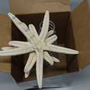 Demissle Coastal Beach Christmas Tree Topper 8 Inch Natural Starfish Tree Topper Conch Star Flower Treetop Decoration Christmas Holiday Decoration for Sea Beach Themed Xmas Home Decor