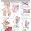 The Complete Portfolio of Human Anatomy and Pathology: Digital Copy