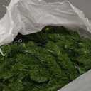 National Tree Company 4.5 ft Pre-Lit Kings wood Fir Slim Artificial Christmas Tree, 150 Clear Lights, 330 Tips, Includes Stand, Green