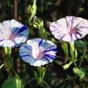 7 x Seeds Morning Glory Harlequin Mix Ipomoea Annual Flowers