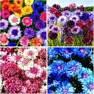 1007+ Cornflower Seeds Mix for Planting, Dwarf Cornflower Seeds Perennial, Corn Flower Seed Non-GMO Heirloom Plant Seed Garden Outdoor