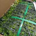 Artificial Grass Wall Boxwood Plant Panel: 20"x20"(12P) UV Resistant