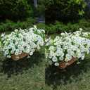 HyeFlora Artificial Flowers for Outdoors Fake Plants Outside Decoration, 12 Bundles Silk White Morning Glory UV Resistant Look Real Faux Flowers for Planter Front Door Porch Patio Yard Gardens Balcony