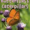 Butterflies & Caterpillars