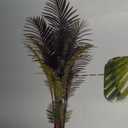 KELOTEVEN Artificial Fir Tree Outdoor Arreca Palm Tree Artificial Plants for Home Decor 4ft Tropical Decor Arreca Palm Tree with 12 Leaves for Home Office Living Room Decoration AP150