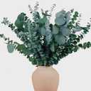 22 Pcs Large Dried Eucalyptus & Silver Dollar Leaves Bundle - Natural Real Fresh Eucalyptus, 17" Preserved Eucalyptus Stems for Shower Hanging, Bathroom Decor, Garland, Greenery Plant