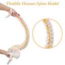 NLShan Flexible Spine Model, 34.6'' Life Size Human Spinal Cord Anatomical Model with Stand, for Science Study or Patient Education, 34.6"L x 6.9"W
