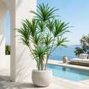 6ft Artificial Dracaena Marginata Tree with 315 Lifelike Leaves & 11 Heads, Tall Large Faux Tropical Yucca Plant Fake Agave Tree Indoor for Home Living Room Office Store Porch Floor Decor