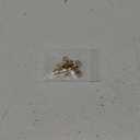 Lobster Clasp Necklace Bracelet Extender,925 Sterling Silver Plated with 14K Gold Necklace Connector Extender Clasps,Plated 14K Gold Closures Claw for DIY Jewelry Repair(0.55"x0.24",Gold,2P)