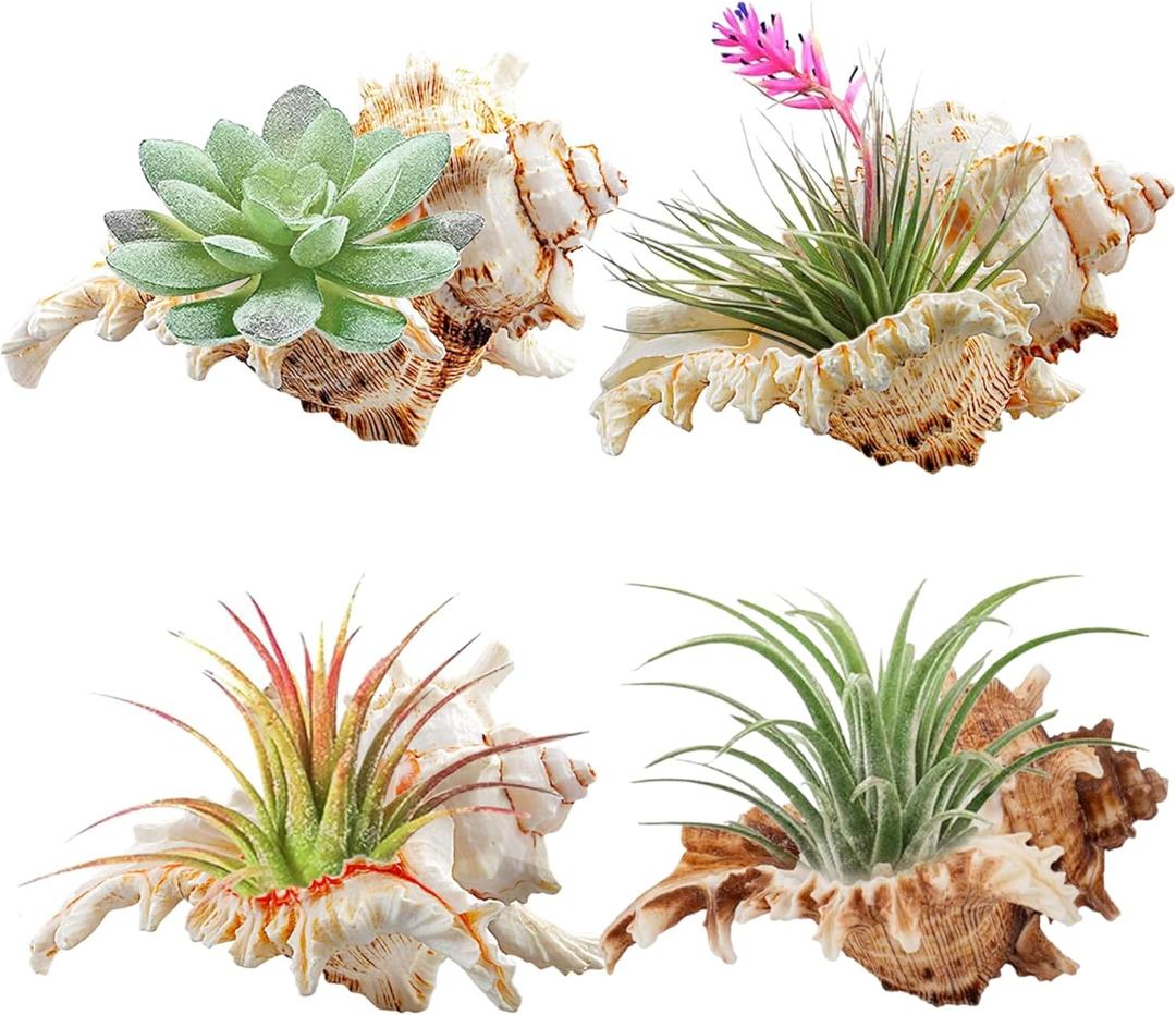 YZHZOM 4 Pack 4-5 inches Conch Shells for Decorating air Plant Holders Unique Succulent Pot Betta Fish Tank Decoration Aquarium dcor Fish House for Aquarium Beach Theme Party (No Plants)