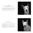 Abandoned: Chronicling the Journeys of Once-Forsaken Dogs