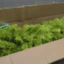 Hobby Lobby Whimsical 7.5 Feet Artificial Christmas Tree, 4-Section Lime Green, Hinged Branches, Drooping Top, Metal Stand, 1,339 Tips