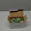 Der Rose 2 Pack Fake Plants Succulents Plants Artificial Cactus Plants in Wood Pots with Pink Flowers for Farmhouse Bathroom Decor